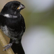 Illustration for article titled Songbirds caught evolving into separate species